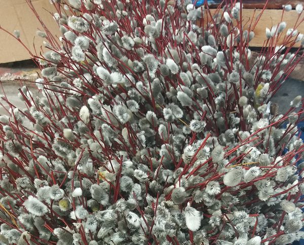 ��������� ������� �����������: ��� ��������� ��������� � ������������ ���������� ��������� �����