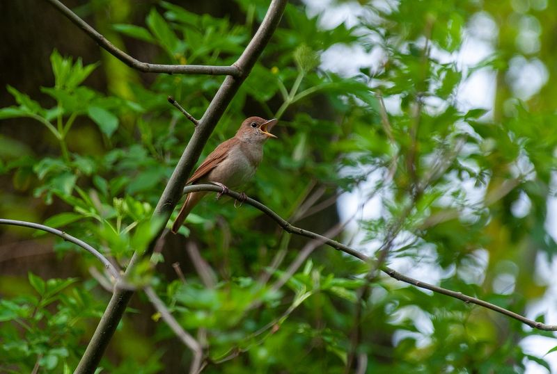 ���������� ����: ������ ������ ��� ����� �������� ������� ������ �������