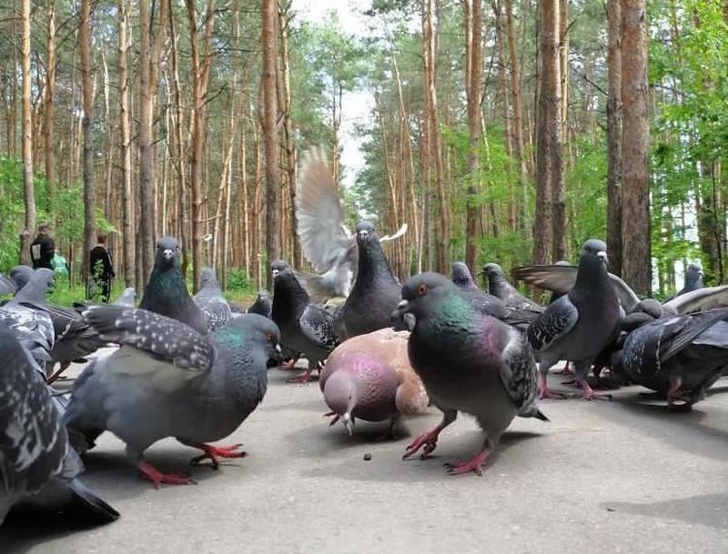 �� ������ � ������� ���������� ��������� ����� ���� �� ���� �������: ������� ������� ���� ���������