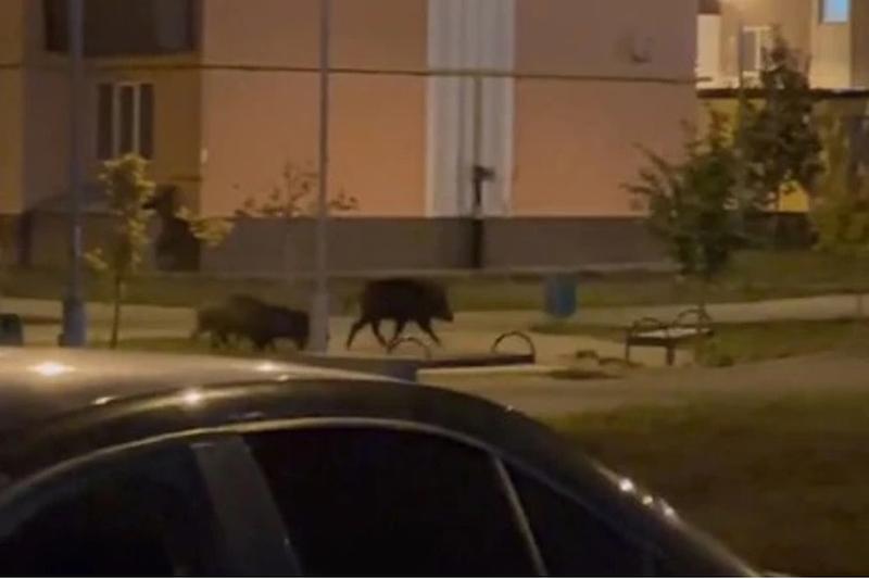 ����-�������: � ��������� ������� ����-�������� ������ ��������� ���������� �� ������� ��������