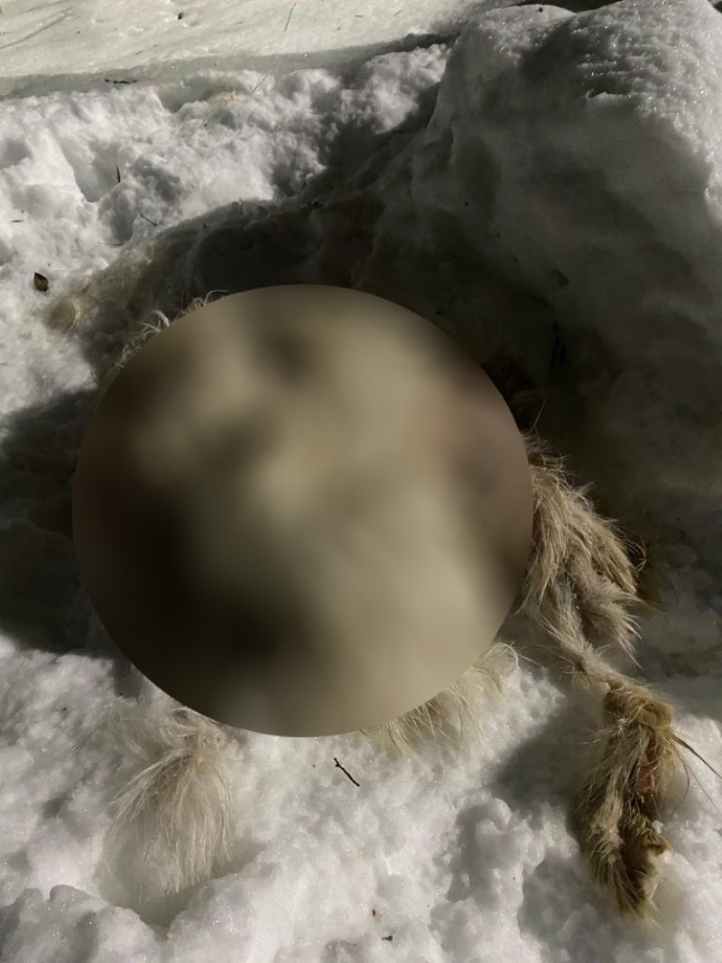 � ������ ������� ���������-�������? ������� ������������ ������ ������� ����������� �������� �������