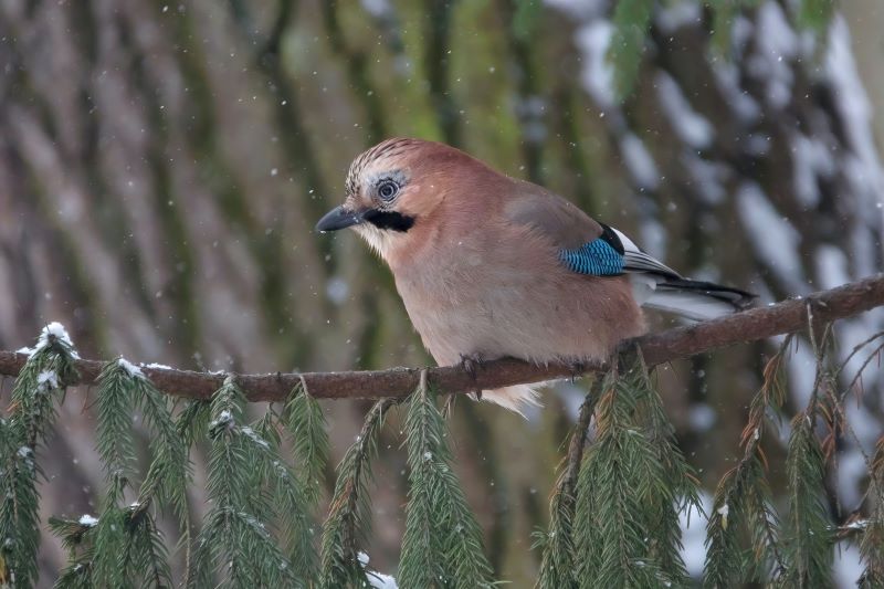 ������� ����� �������� �� ������, �� ���������� ������ �� ���� � ������