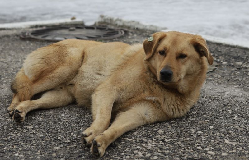 � ������ ������ ���������� �� ��������� ��������� ��������: ����� ������� ������������ �����������