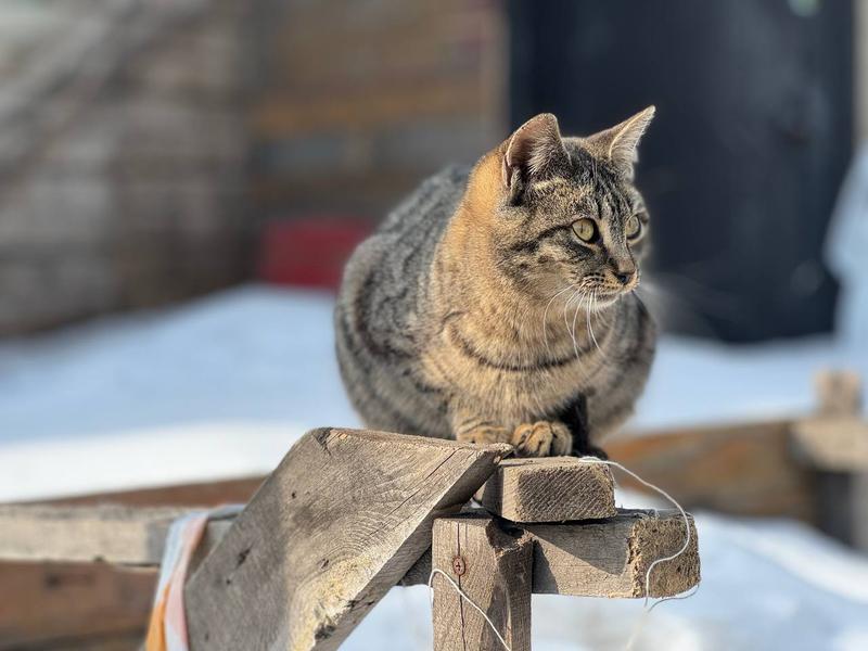 ������������� ������� ���������� ��� �������� �������, ��� ��� ��������-��������