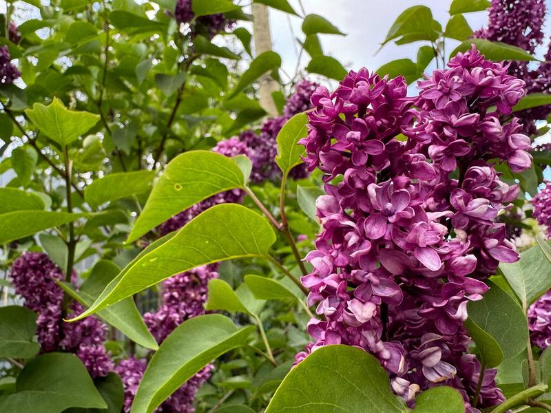 � ��������� ������� ��������� ���������: ����� �� �� � �������