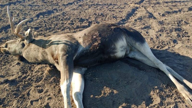 ������� ������� ����������� � �������� ���� �� ���������� ���������� ����� �����������