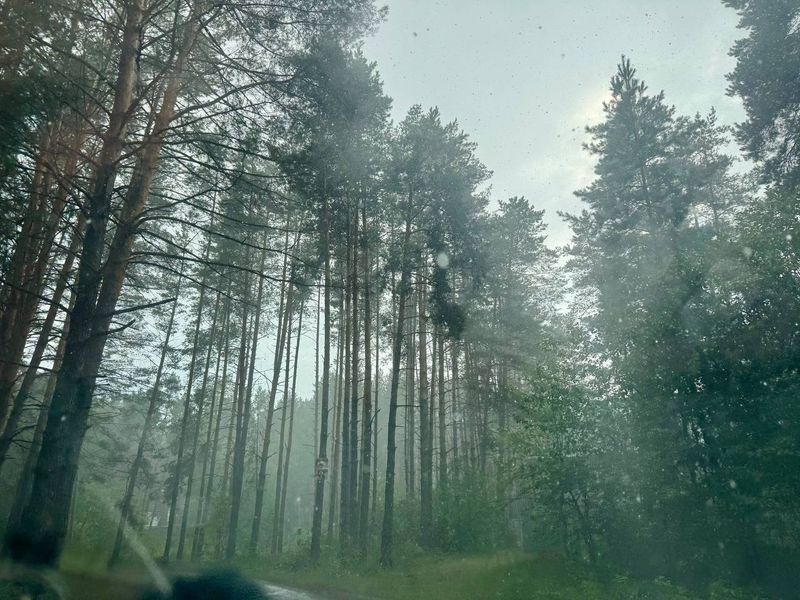 Жители Сызрани и Правобережья могут свободно идти сегодня в лес