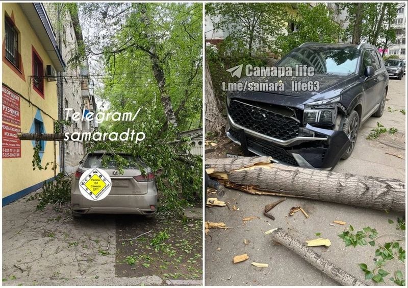 Ветер в Самаре валит деревья на автомобили, но к ночи в регионе начнется настоящая свистопляска