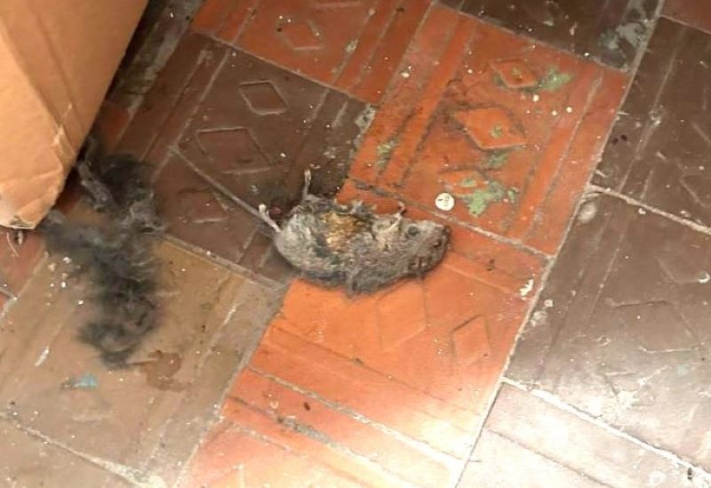 В Сызрани мусоропровод в доме стал пристанищем мышей и тараканов