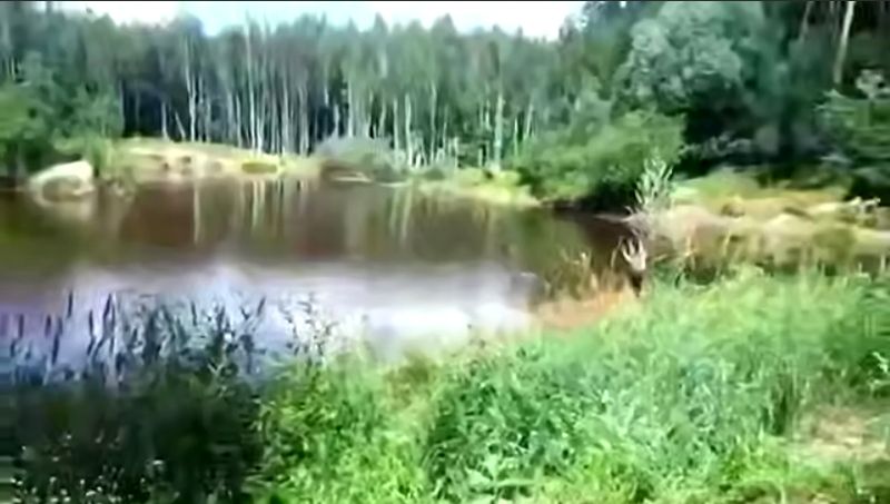 Молодая косуля упала в шлюз Жигулевской ГЭС и наткнулась на прут