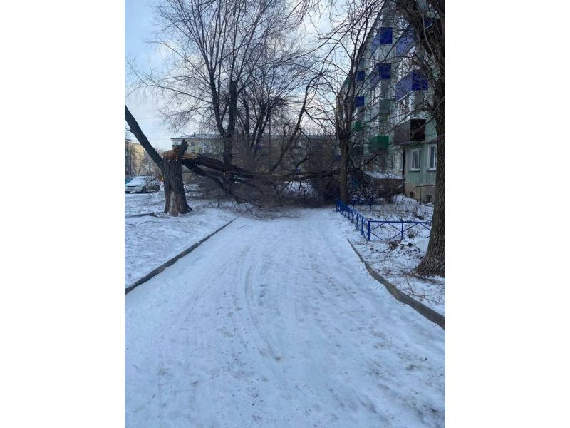 Дерево высотой почти с 5-этажку рухнуло, царапая ветвями стекла