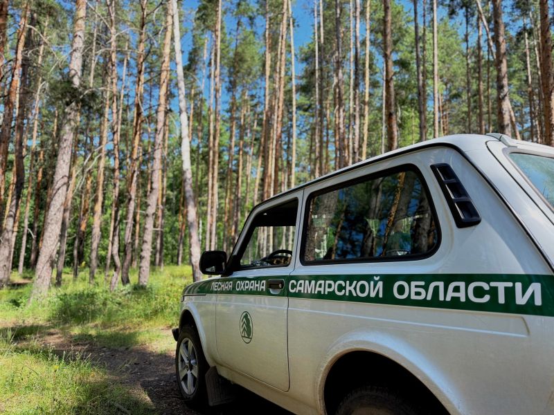 Дел уже завели на 1,5 миллиона: люди с топорами зачастили в Рачейское лесничество