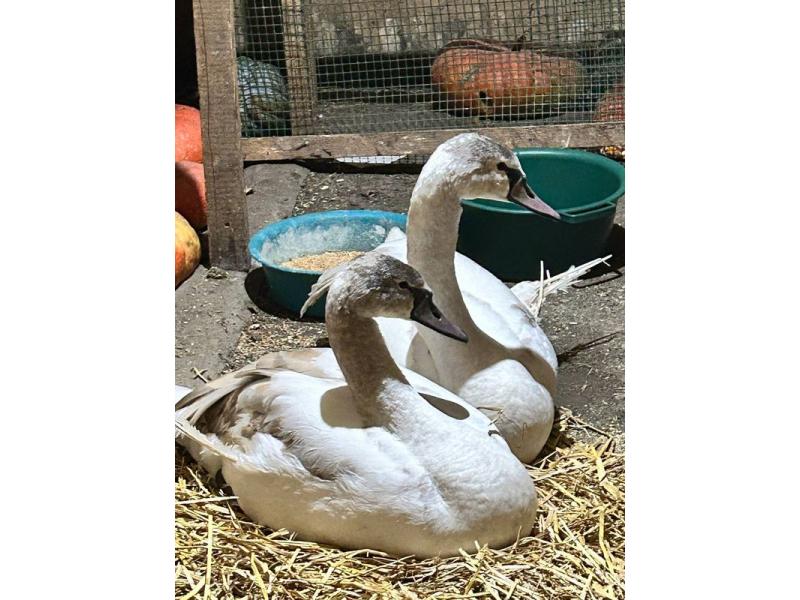 ������, ������ �� ������ �� ������: ������ � ������������� �������� ��������� ������� � ��������