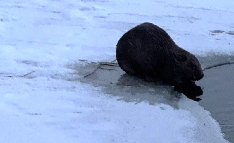 Бобры на Волге: на сызранской «Рублёвке» замечен нескромный житель