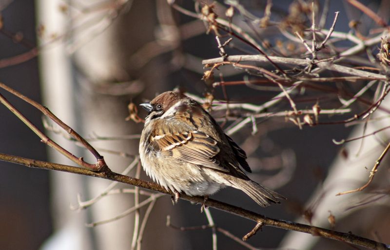 ����� �������� � ��������� ������� - ����������� ������� ����