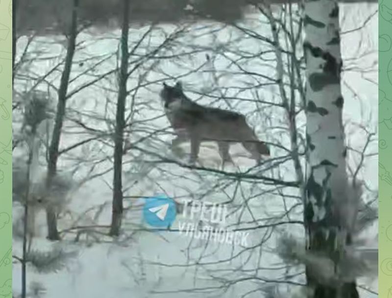 ���� ����� �� �������������, ������ ��������: �����