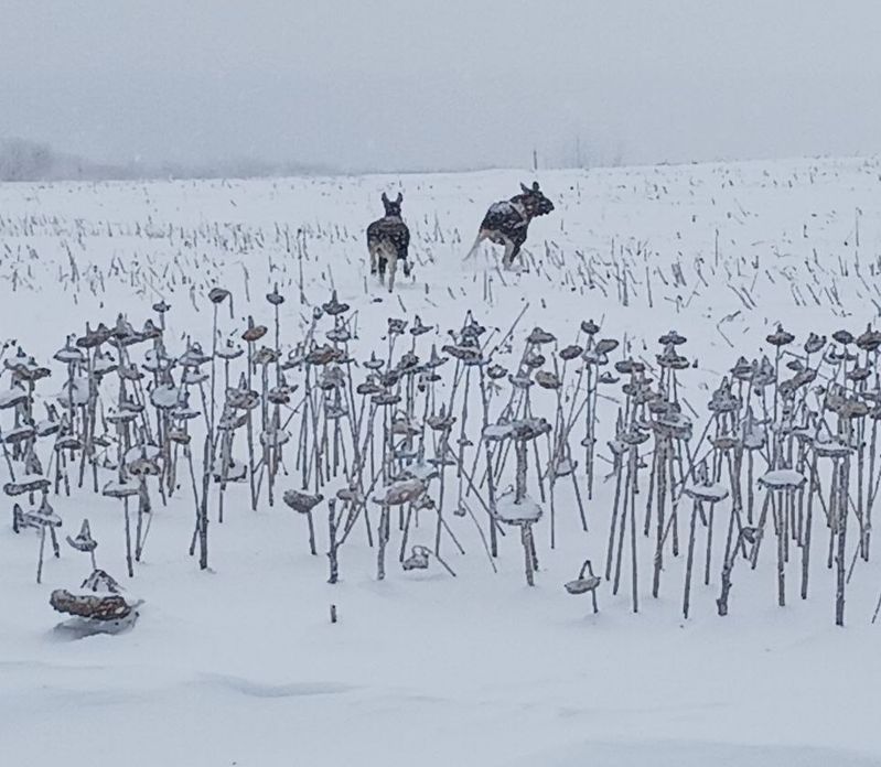 ������� ����� ������ ��������� ������� �������� �������