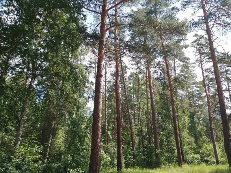В России резко выросло число нападений медведей на людей